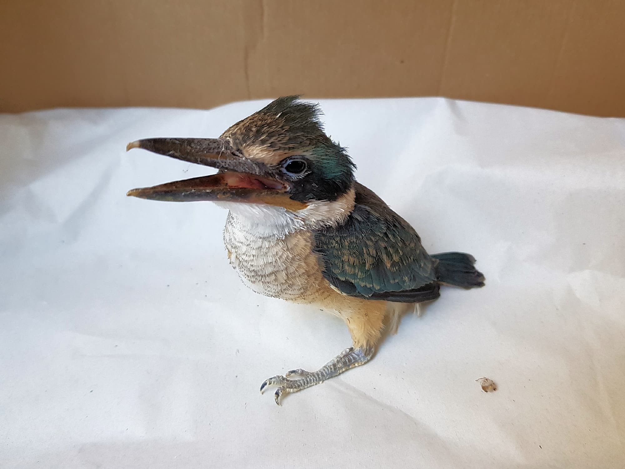 Juvenile Sacred Kingfisher rescue…