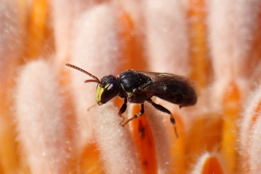 Native Bee, Midwest WA © Gary Taylor