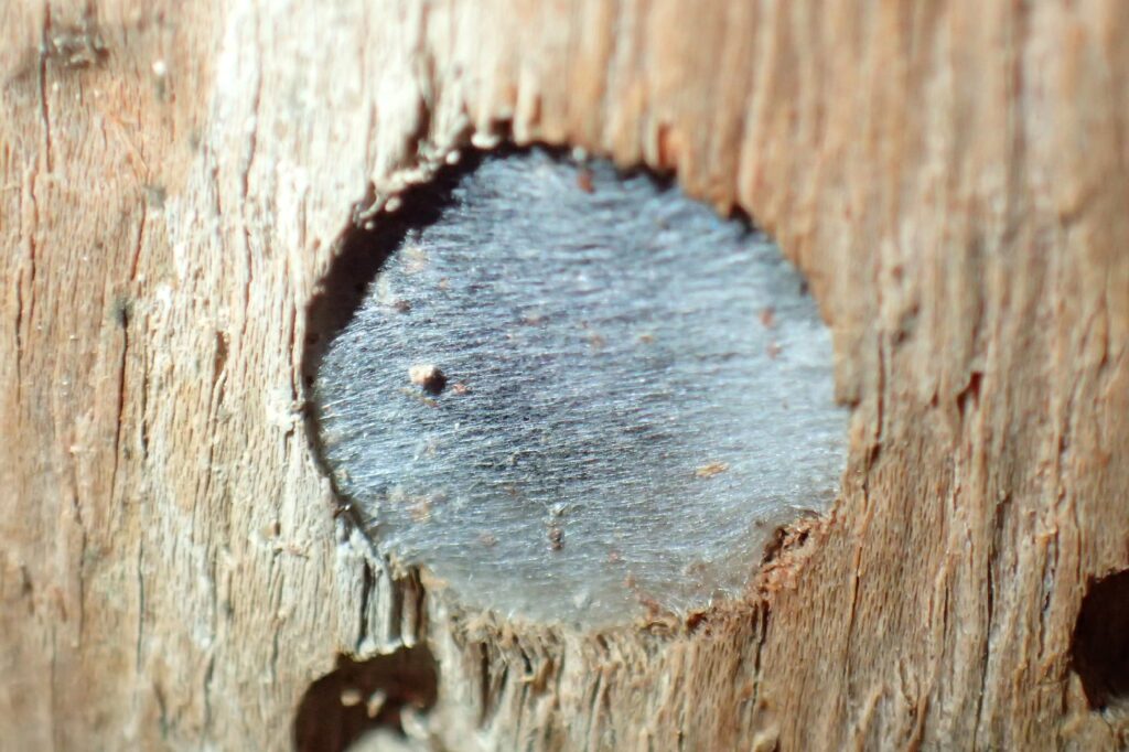 Hylaeine nest cap, Midwest WA © Gary Taylor