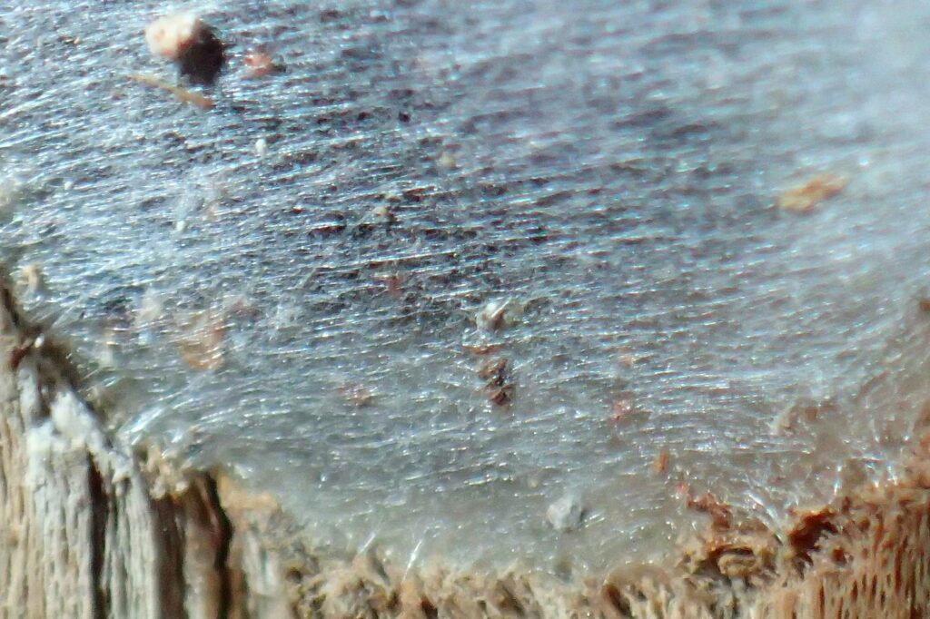 Hylaeine nest cap, Midwest WA © Gary Taylor