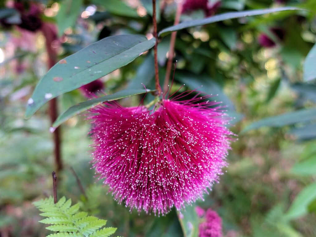 Syzygium wilsonii (Powder Puff Lilly Pilly), Stony Range Botanic Garden, Dee Why NSW