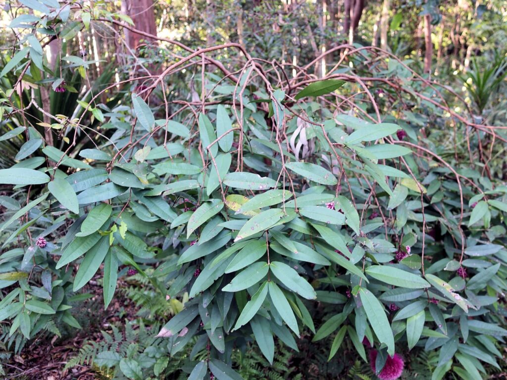 Syzygium wilsonii (Powder Puff Lilly Pilly), Stony Range Botanic Garden, Dee Why NSW