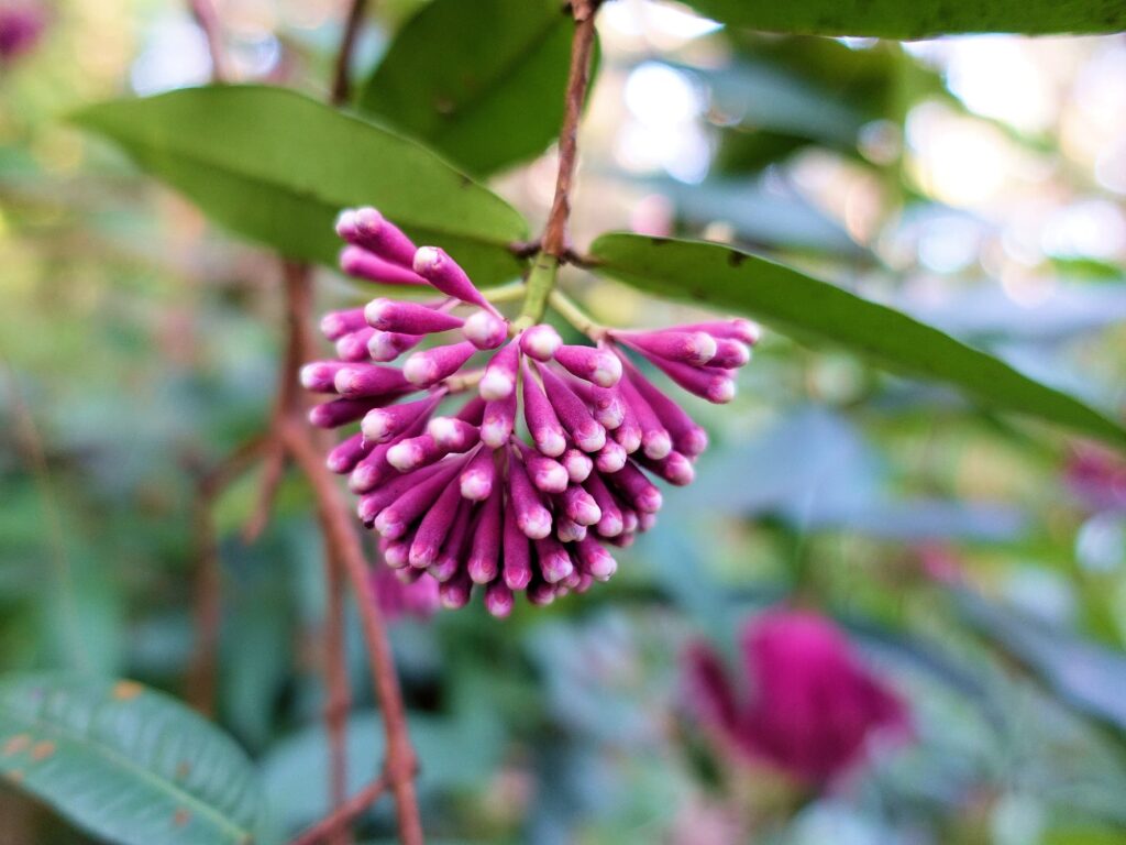 Syzygium wilsonii (Powder Puff Lilly Pilly), Stony Range Botanic Garden, Dee Why NSW