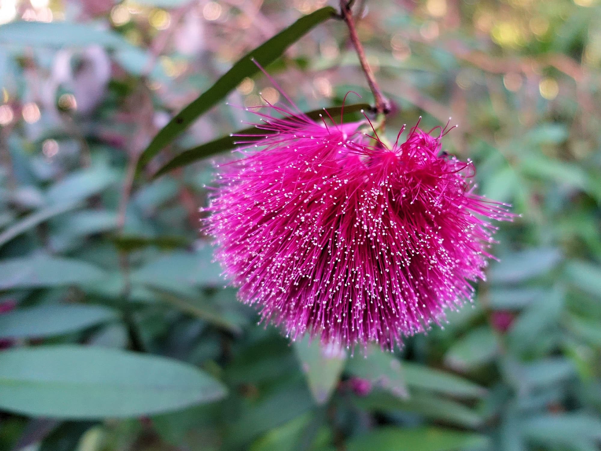 Syzygium wilsonii (Powder Puff Lilly Pilly), Stony Range Botanic Garden, Dee Why NSW