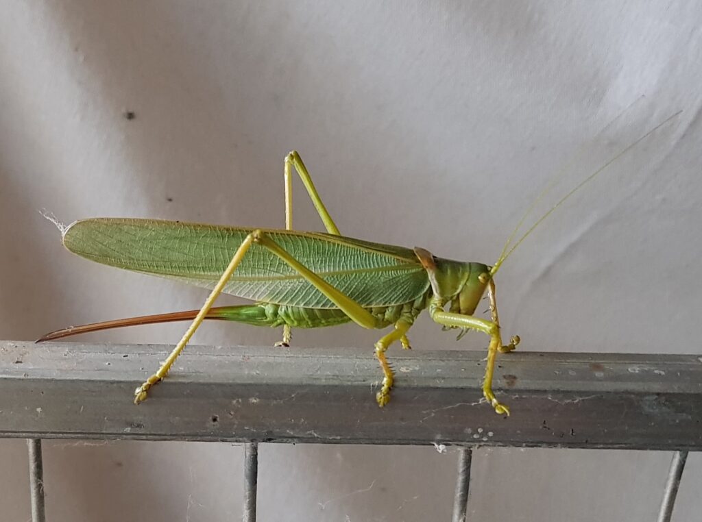 Terpandrus tauwa (Complex Terpandrus tauwa) - a member of Predatory Gumleaf Katydids (Genus Terpandrus), Alice Springs NT