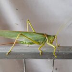 Terpandrus tauwa (Complex Terpandrus tauwa) - a member of Predatory Gumleaf Katydids (Genus Terpandrus), Alice Springs NT