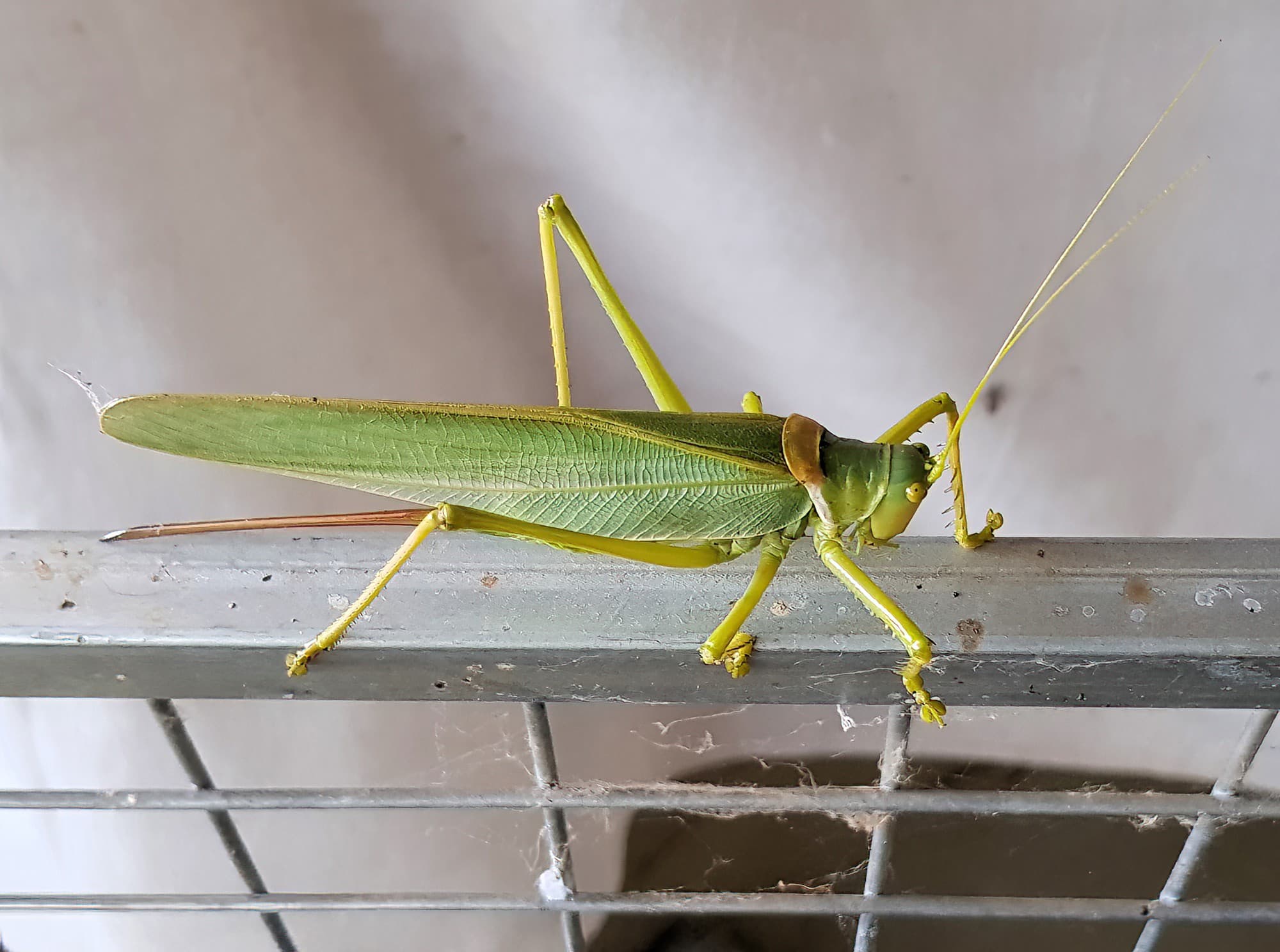 Terpandrus tauwa (Complex Terpandrus tauwa) - a member of Predatory Gumleaf Katydids (Genus Terpandrus), Alice Springs NT