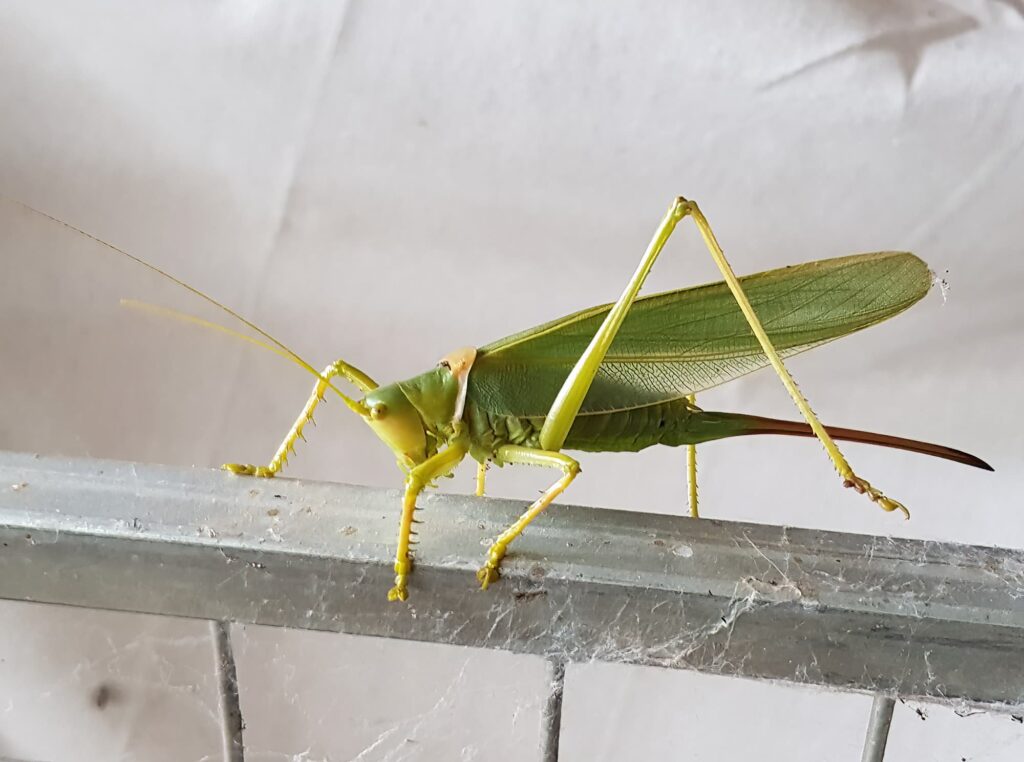 Terpandrus tauwa (Complex Terpandrus tauwa) - a member of Predatory Gumleaf Katydids (Genus Terpandrus), Alice Springs NT