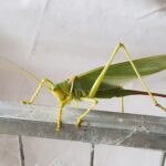 Terpandrus tauwa (Complex Terpandrus tauwa) - a member of Predatory Gumleaf Katydids (Genus Terpandrus), Alice Springs NT