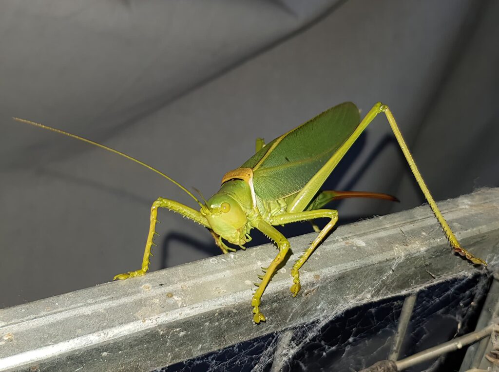 Terpandrus tauwa (Complex Terpandrus tauwa) - a member of Predatory Gumleaf Katydids (Genus Terpandrus), Alice Springs NT