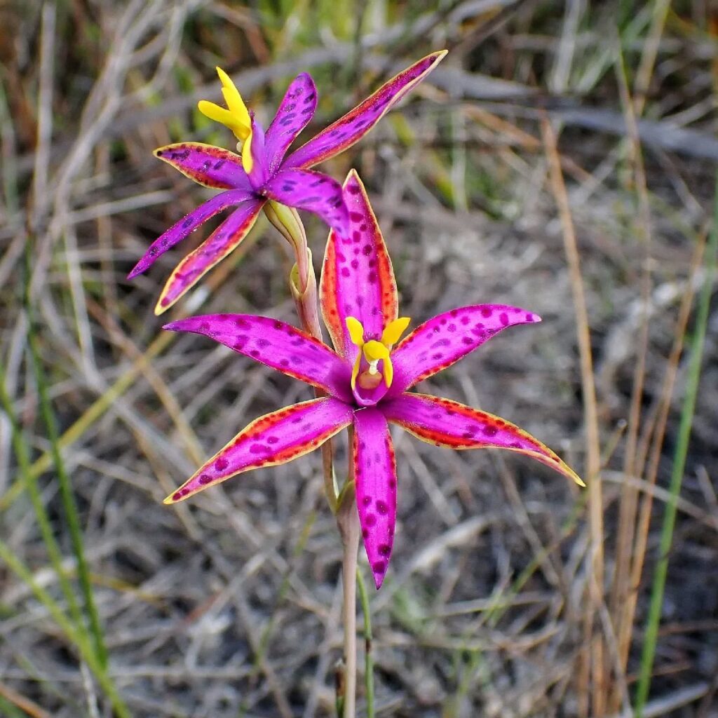 Thelymitra porphyrosticta (Southern Queen of Sheba Orchid), Great Southern Region WA © Terry Dunham