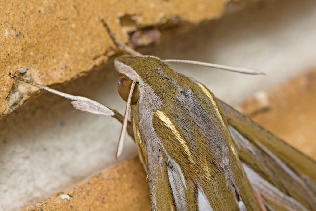 Vine Hawkmoth (Hippotion Celerio), Murrumba Downs, QLD © Tony Eales