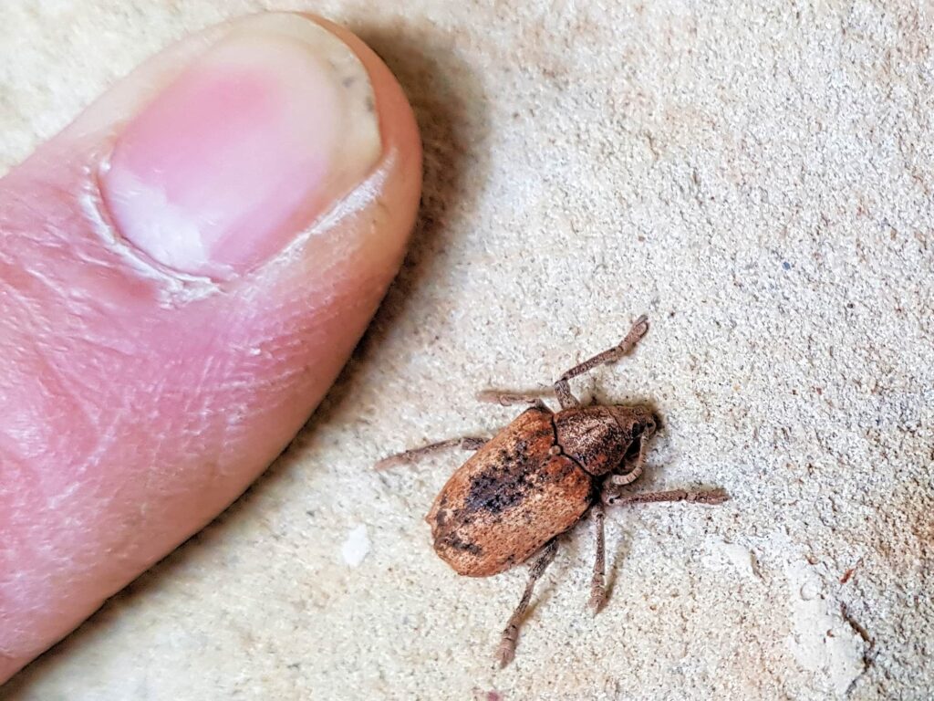 Bryachus squamicollis (weevil), Alice Springs NT