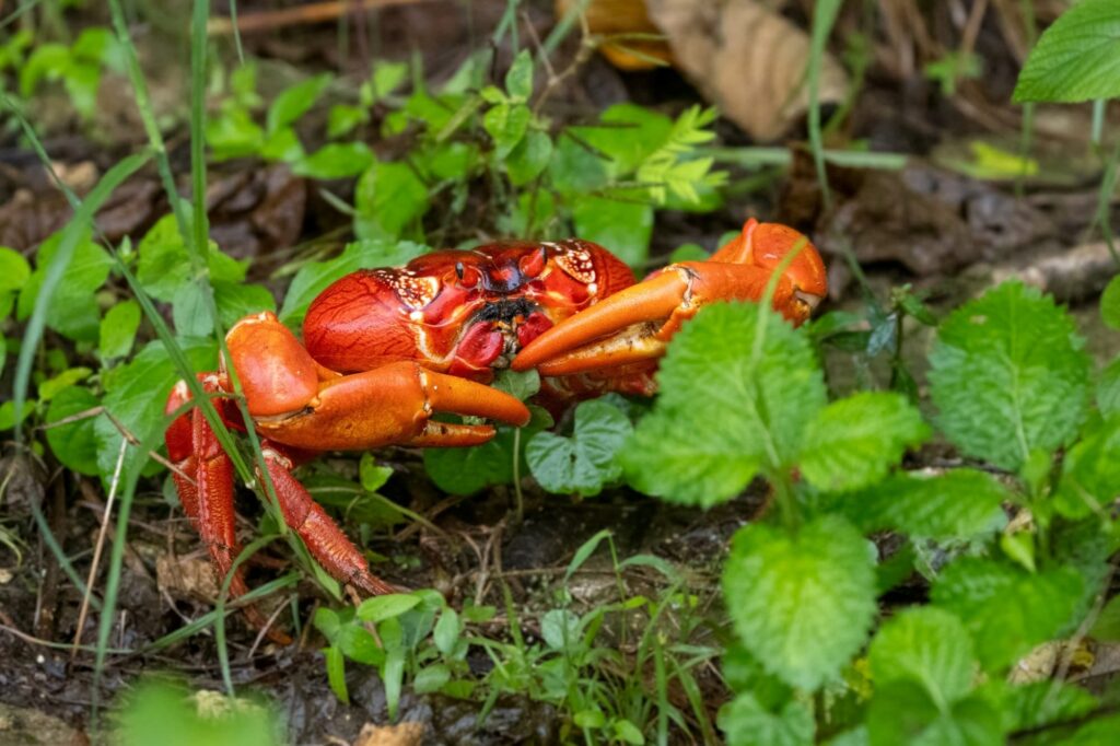 Red Crab (Gecarcoidea natalis), Christmas Island © Tanya Hattingh