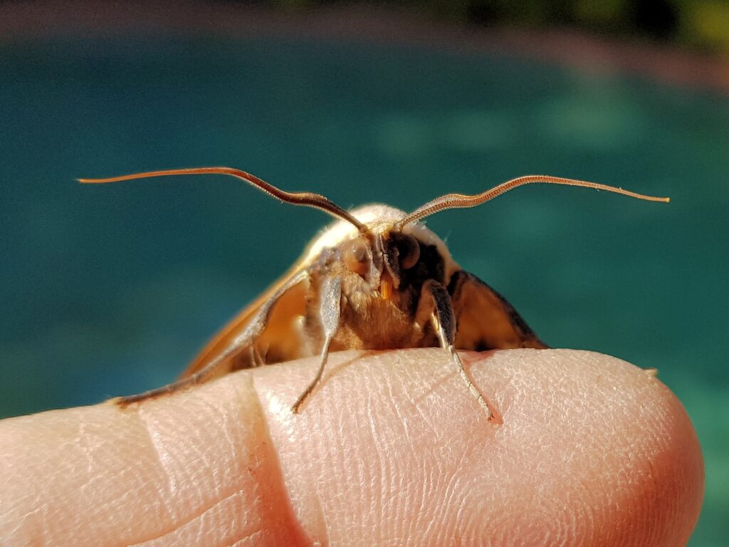 Ophiusa parcemacula (Owlet Moth / Figure Eight Moth), Alice Springs NT