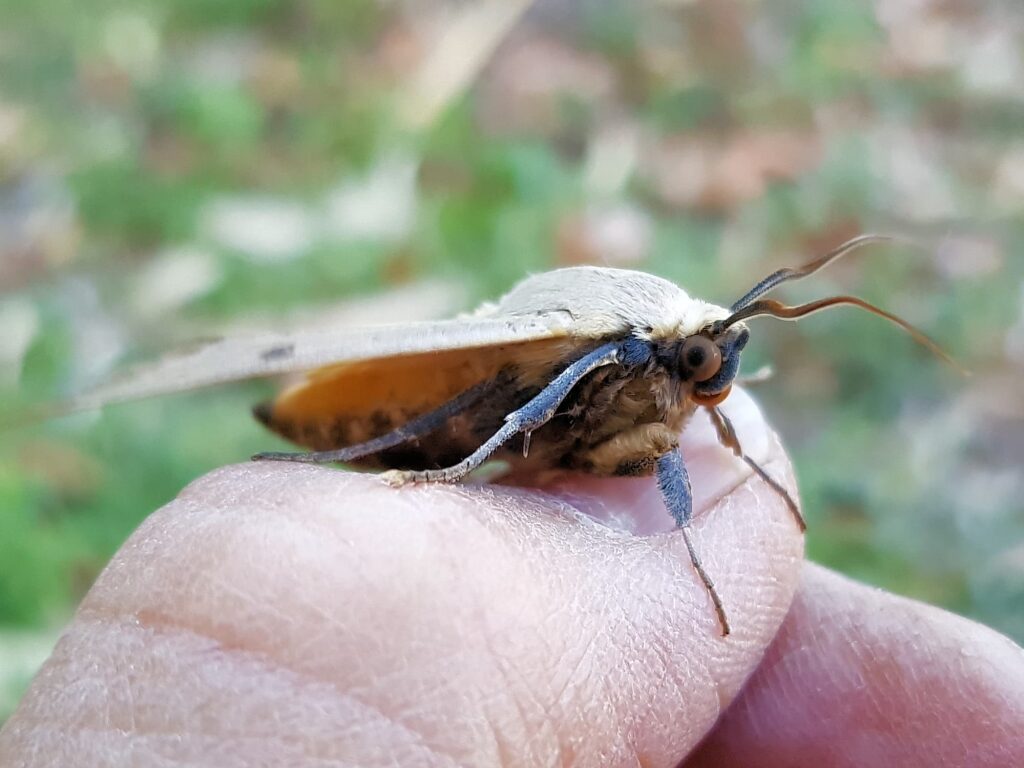 Ophiusa parcemacula (Owlet Moth / Figure Eight Moth), Alice Springs NT
