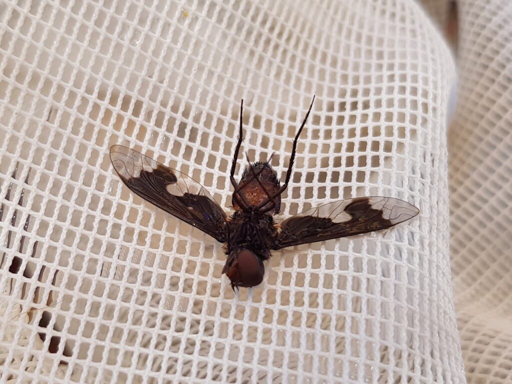 Balaana abscondita (Bee Fly), Alice Springs NT