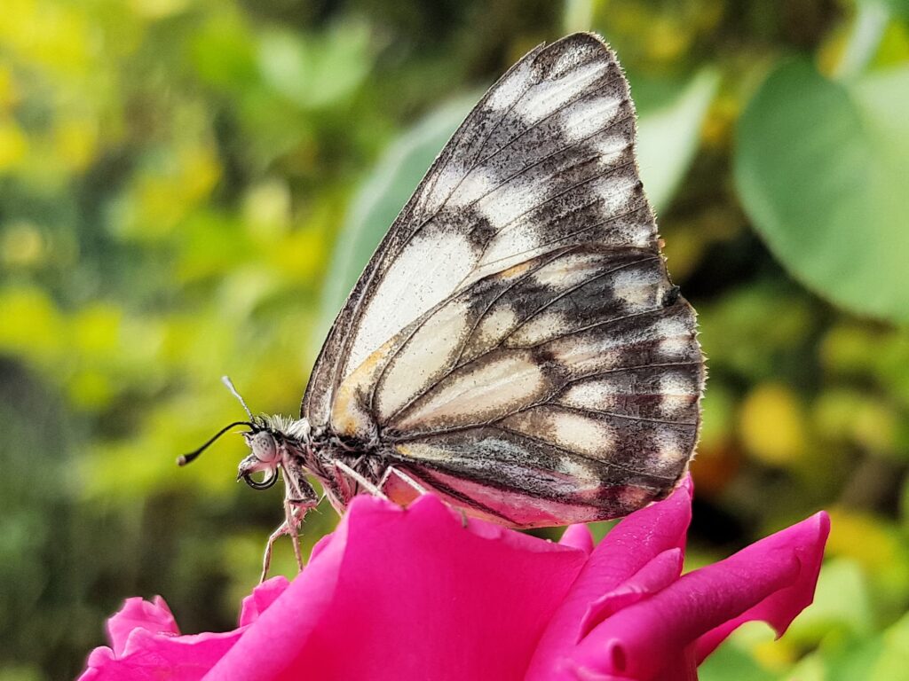 Caper White Butterfly (Belenois java teutonia) on rose, Alice Springs NT