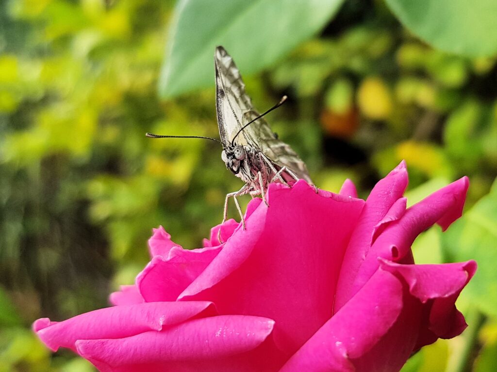 Caper White Butterfly (Belenois java teutonia) on rose, Alice Springs NT