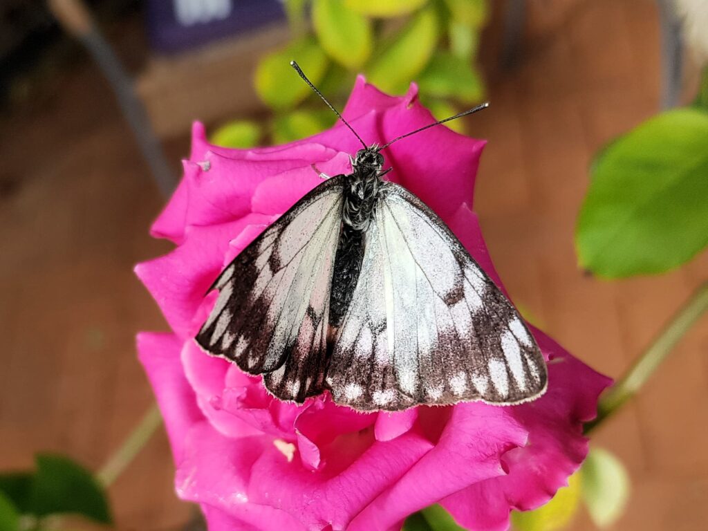 Caper White Butterfly (Belenois java teutonia) on rose, Alice Springs NT
