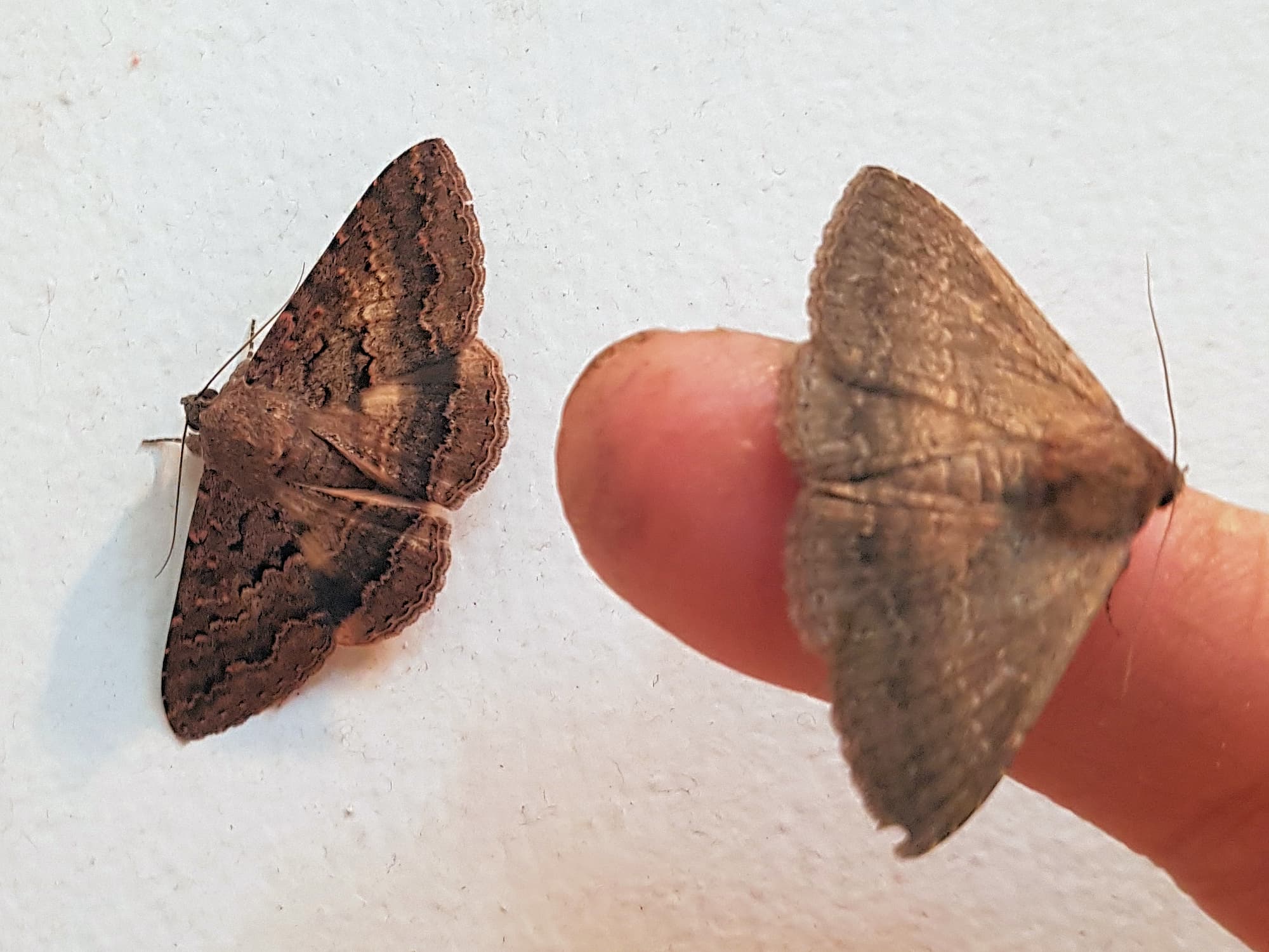 Lawson's Night Moth (Eudesmeola lawsoni), Alice Springs NT