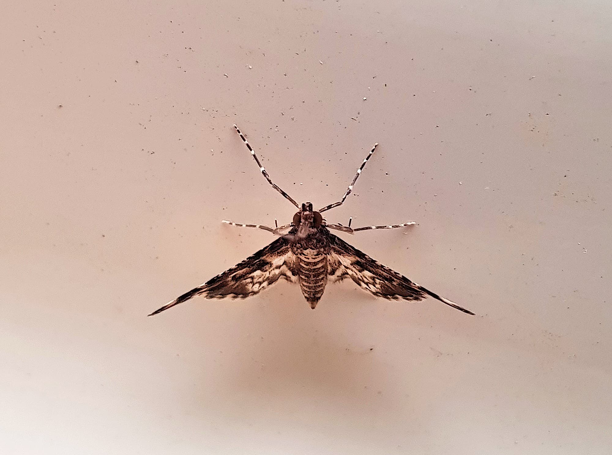 Nacoleia megaspilalis, Alice Springs NT