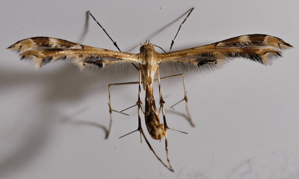 Plume Moth (Pterophoridae), Adelaide Hills SA © Marianne Broug