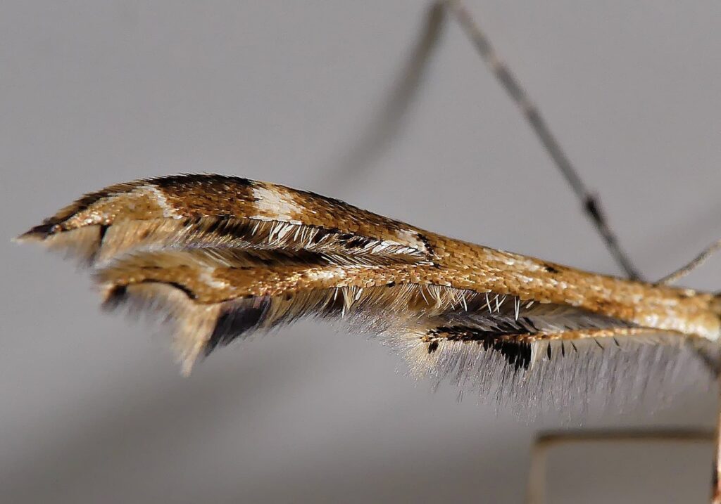 Plume Moth (Pterophoridae), Adelaide Hills SA © Marianne Broug
