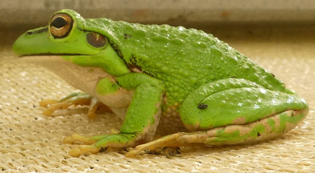 Motorbike Frogs (Ranoidea moorei), South Coast (near Denmark) WA ยฉ Len van der Waag