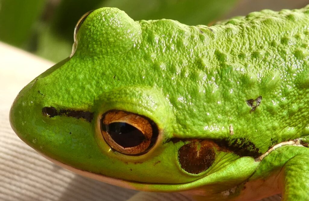 Motorbike Frogs (Ranoidea moorei), South Coast (near Denmark) WA ยฉ Len van der Waag
