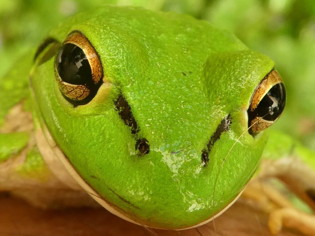 Motorbike Frogs (Ranoidea moorei), South Coast (near Denmark) WA ยฉ Len van der Waag