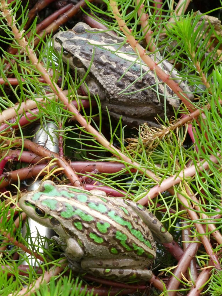 Motorbike Frogs (Ranoidea moorei), South Coast (near Denmark) WA ยฉ Len van der Waag