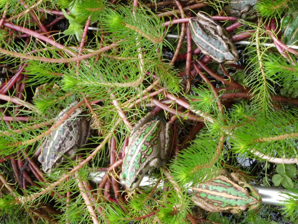 Motorbike Frogs (Ranoidea moorei), South Coast (near Denmark) WA ยฉ Len van der Waag