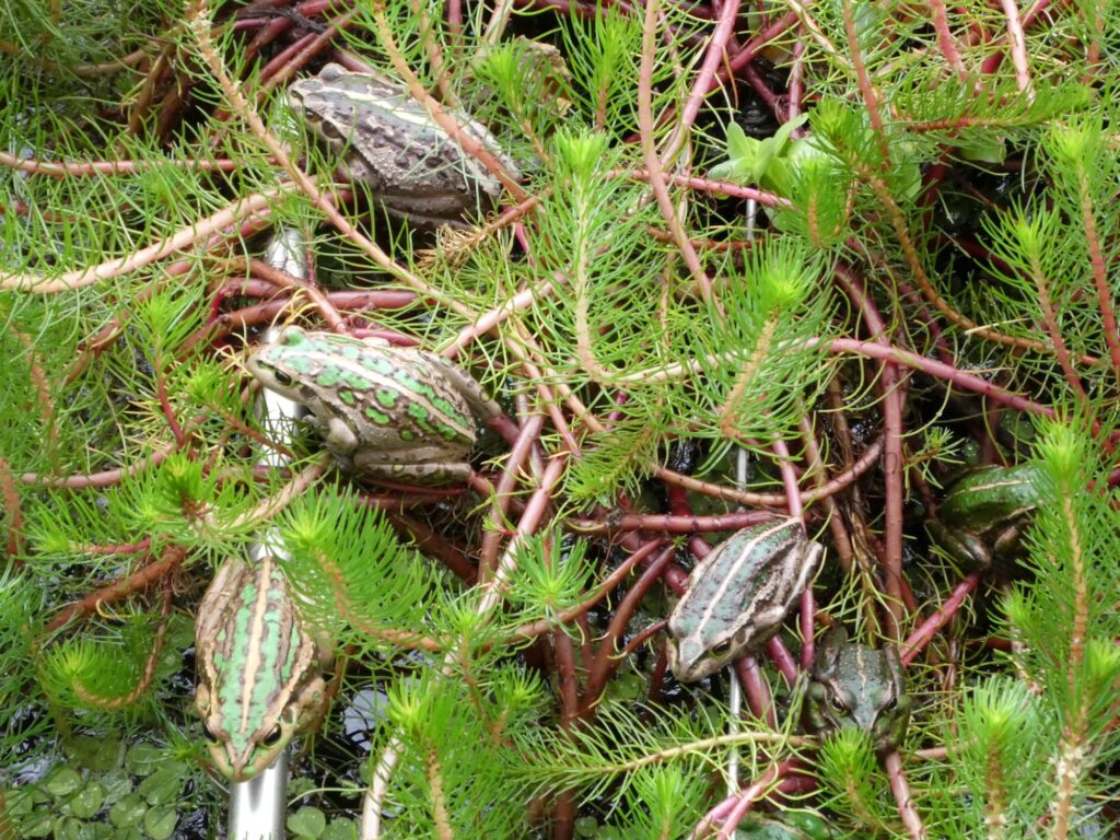 Motorbike Frogs (Ranoidea moorei), South Coast (near Denmark) WA ยฉ Len van der Waag