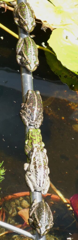 Motorbike Frogs (Ranoidea moorei), South Coast (near Denmark) WA ยฉ Len van der Waag