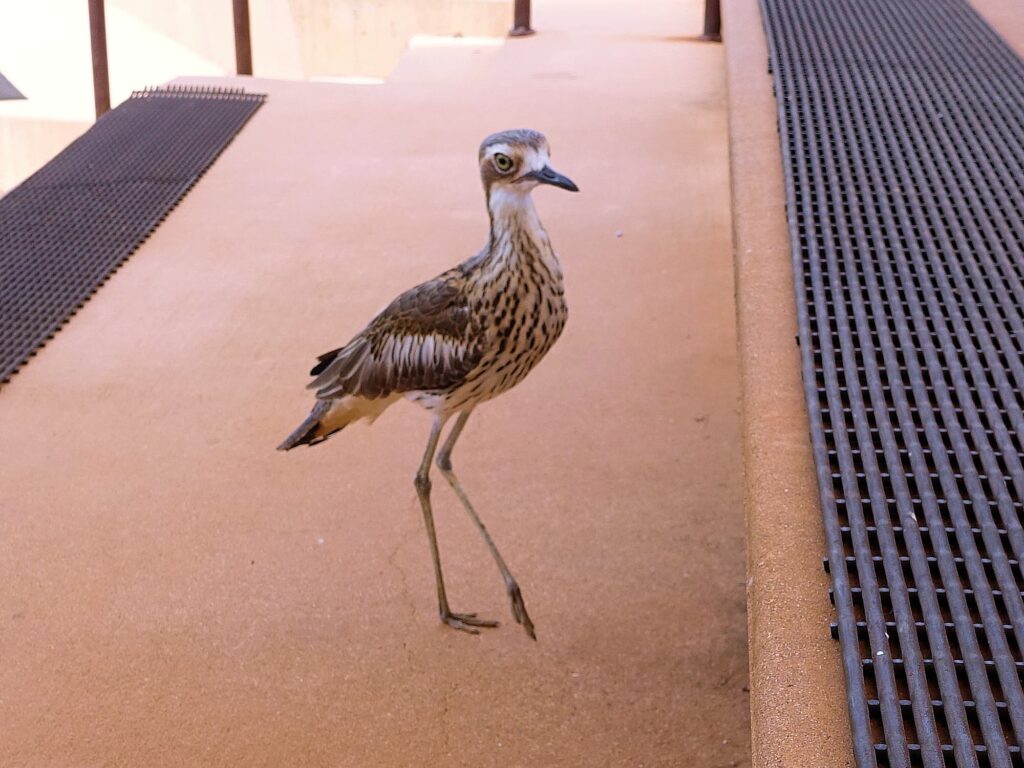 Bush Stone-curlew (Burhinus grallarius), Alice Springs Desert Park NT