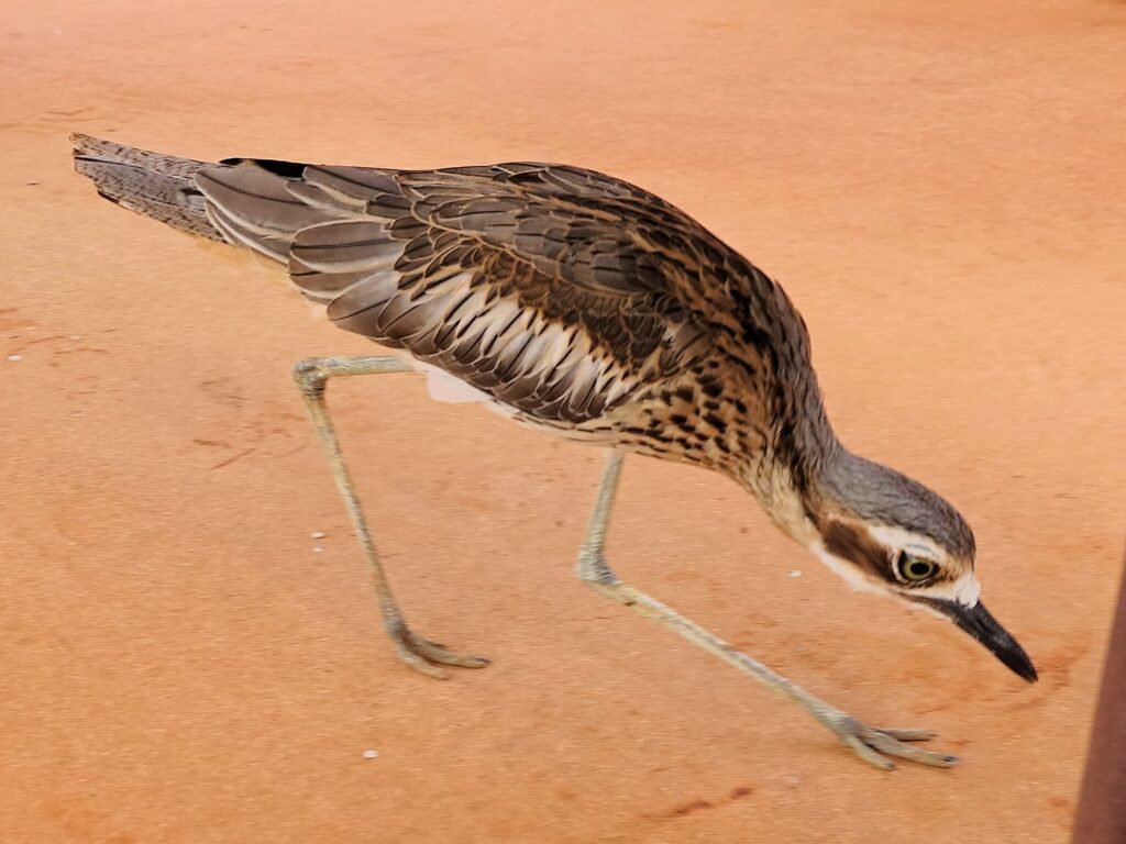 Bush Stone-curlew (Burhinus grallarius), Alice Springs Desert Park NT