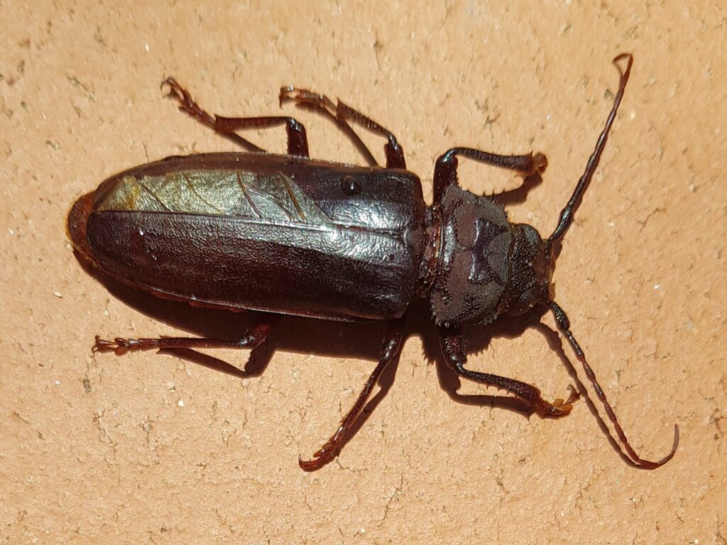 Eurynassa servillei (member of Tooth-necked and Aberrant Longhorn Beetles), Alice Springs NT