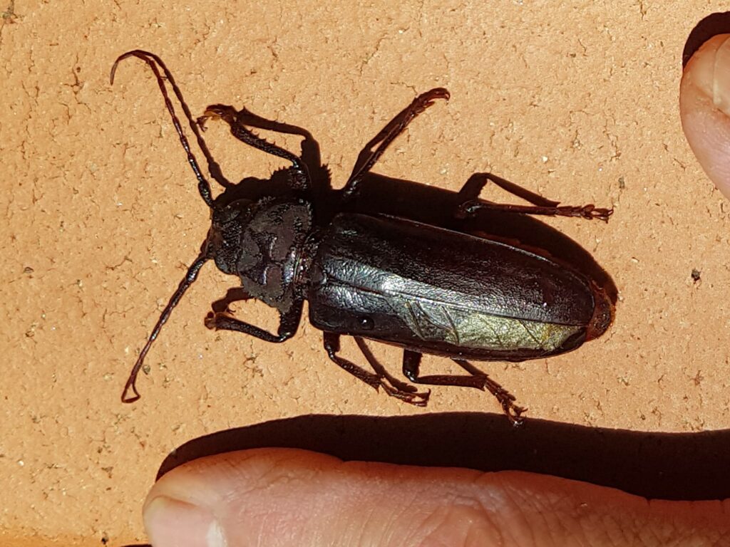 Eurynassa servillei (member of Tooth-necked and Aberrant Longhorn Beetles), Alice Springs NT
