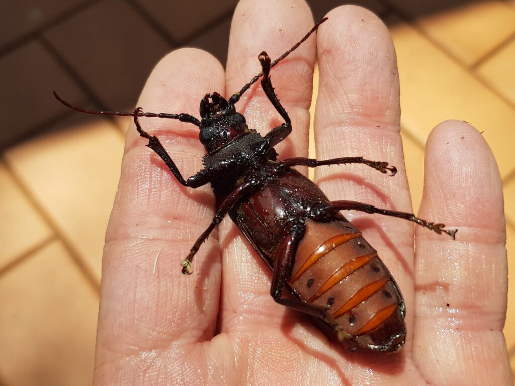 Eurynassa servillei (member of Tooth-necked and Aberrant Longhorn Beetles), Alice Springs NT