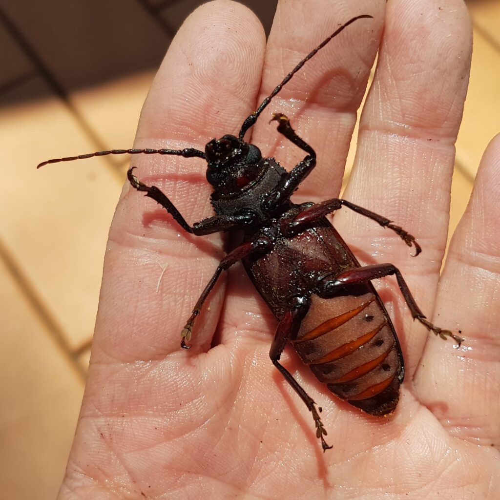 Eurynassa servillei (member of Tooth-necked and Aberrant Longhorn Beetles), Alice Springs NT
