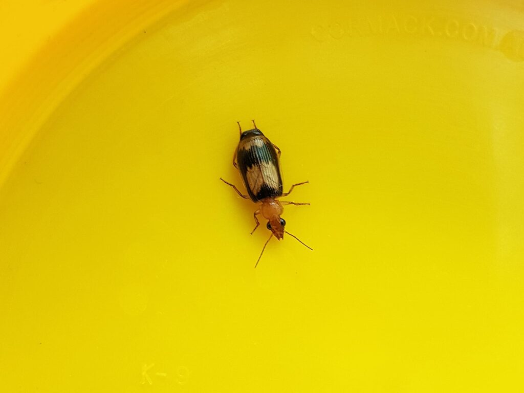 genus Pheropsophus, family Carabidae (Beetle), Alice Springs NT
