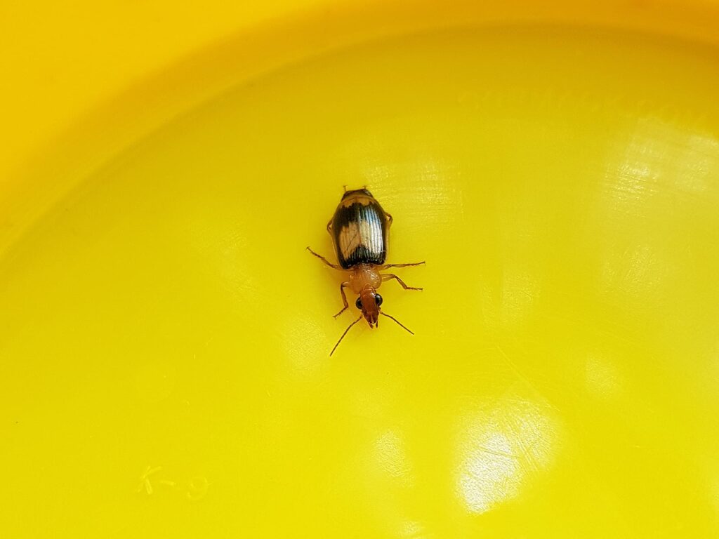 genus Pheropsophus, family Carabidae (Beetle), Alice Springs NT
