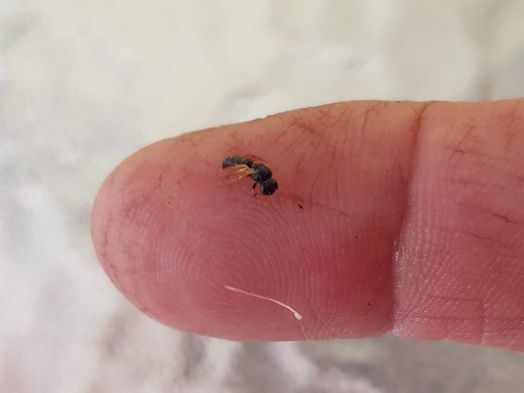 Euryglossa sp (subfamily Euryglossinae), Alice Springs NT