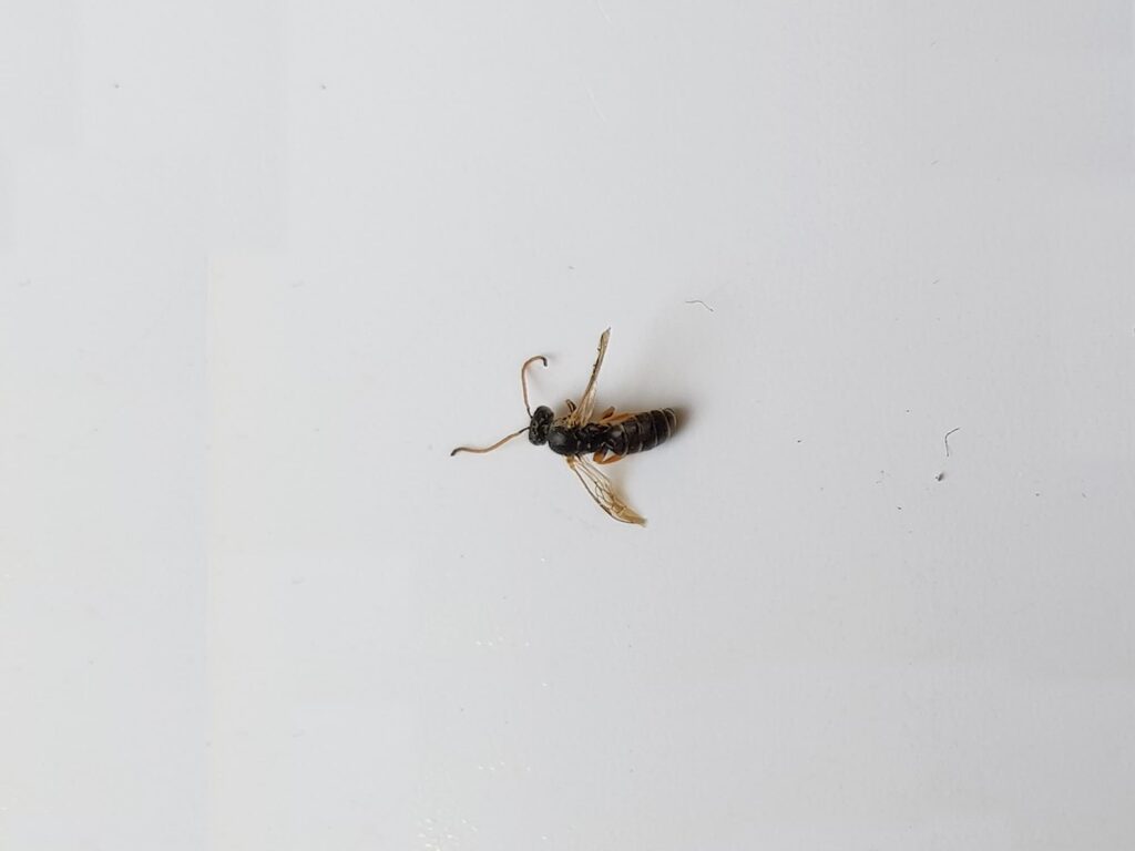 Euryglossa sp (subfamily Euryglossinae), Alice Springs NT