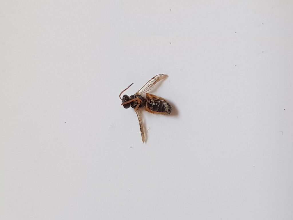Euryglossa sp (subfamily Euryglossinae), Alice Springs NT