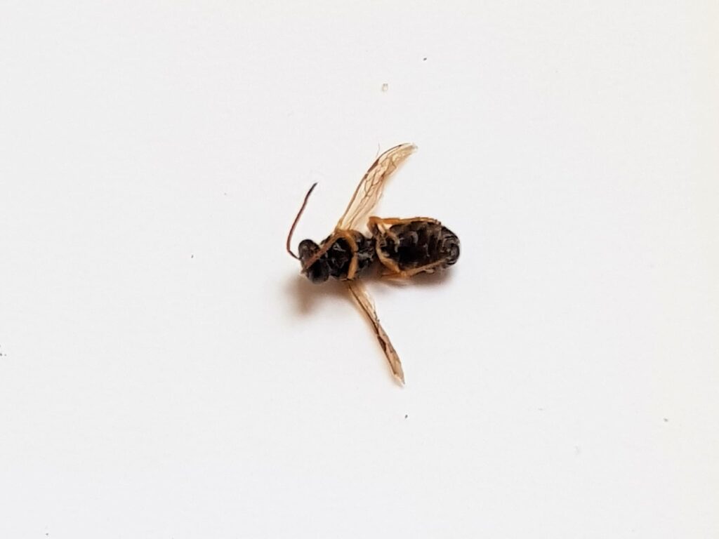 Euryglossa sp (subfamily Euryglossinae), Alice Springs NT