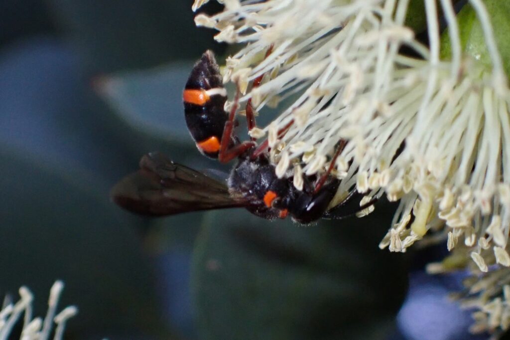 Hyleoides zonalis, Geraldton, Midwest WA © Gary Taylor