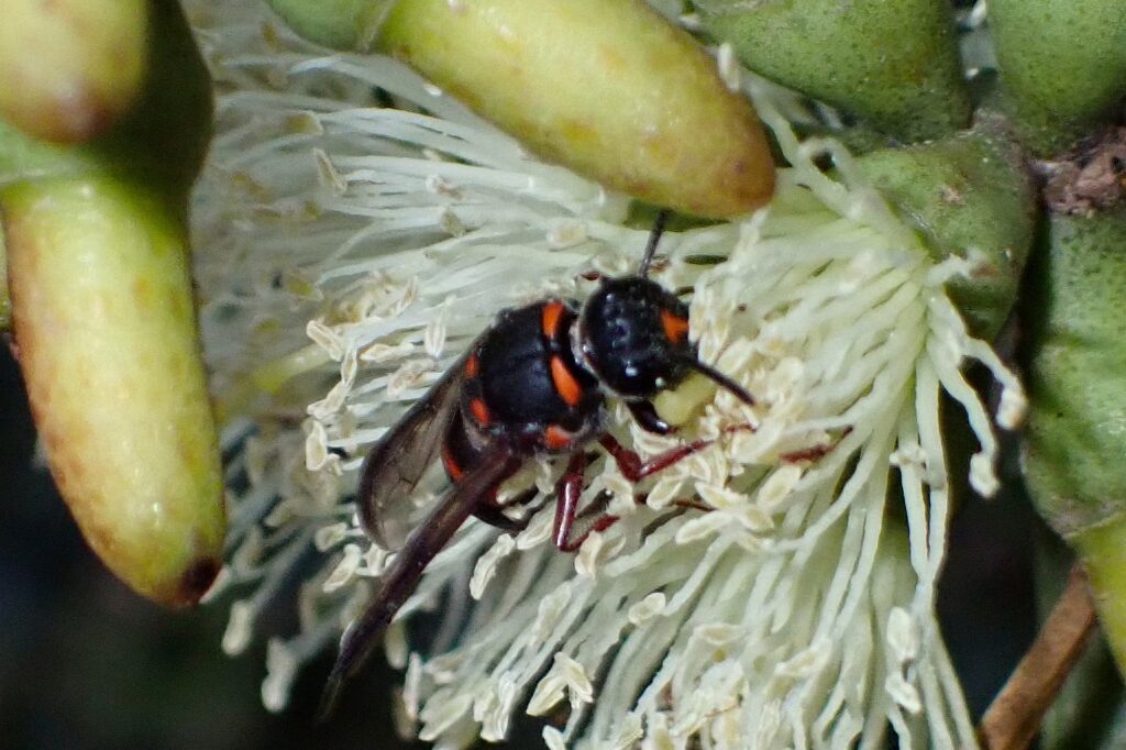Hyleoides zonalis, Geraldton, Midwest WA © Gary Taylor