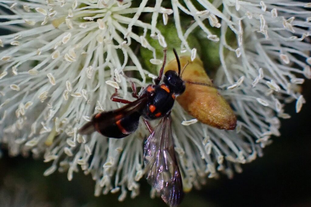 Hyleoides zonalis, Geraldton, Midwest WA © Gary Taylor